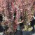 Berberis thunbergii Helmond Pillar, Pelarberberis, 40-50 C5