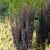 Berberis thunbergii Helmond Pillar, Pelarberberis, 40-50 C5