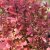 Berberis thunbergii Orange Rocket ®, Häckberberis, C2