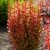 Berberis thunbergii Orange Rocket ®, Häckberberis, C2