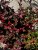Berberis thunbergii Pink Perfection