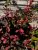 Berberis thunbergii Pink Perfection 2