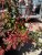 Berberis thunbergii Pink Perfection 3