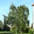Betula pendula Tristis, Hängbjörk