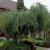 Betula pendula Youngii, Tårbjörk