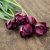 Tulpan Mix Purple Contraste 30st