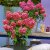 Hydrangea paniculata Bloody Marie ®