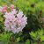 Rhododendron migranthum Bloombux ® (Microhirs3), Rododendron
