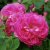 Rosa bourbon Pipar Hans