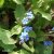 Brunnera macrophylla, Kaukasisk Förgätmigej, P9cm