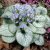 Brunnera macrophylla Jack Frost ®, Kaukasisk Förgätmigej