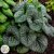 Brunnera macrophylla Jack of Diamonds ®, Kaukasisk Förgätmigej, C3