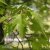 Fagus sylvatica Aspleniifolia, Flikbok