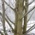 Pterocarya rhoifolia Fk Mejlan, Japansk Vingnöt