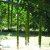 Pterocarya rhoifolia Fk Mejlan, Japansk Vingnöt