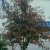 Prunus virginiana Shubert, Virginiahägg