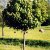 Acer platanoides Globosum, Klotlönn
