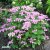 Hydrangea serrata Avelroz ®, Purpurhortensia, C2