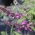 Buddleja davidii Free Petite ™ Dark Pink, Dvärgbuddleja, Fjärilsbuske, C3