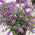 Buddleja davidii Free Petite ™ Dark Pink, Dvärgbuddleja, Fjärilsbuske, C3