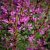Lythrum salicaria Robert, Fackelblomster, P9cm