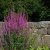 Lythrum salicaria Robert, Fackelblomster, P9cm