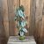 Philodendron Brandtianum