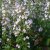 Calamintha nepeta Nepeta, Stenkyndel, P9cm