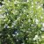 Calamintha nepeta Nepeta, Stenkyndel, P9cm