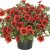 Småpetunia, Stickling, Million Bells Cabaret ® Early Orange
