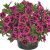 Småpetunia, Stickling, Million Bells Cabaret ® Good Night Kiss
