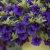 Småpetunia, Stickling, Million Bells Cabaret ® Dark Blue 2-pack