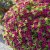 Småpetunia, Stickling, Million Bells Cabaret ® Good Night Kiss 2-pack