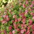 Småpetunia, Stickling, Million Bells Cabaret ® Double Apricote 2-pack