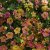 Småpetunia, Stickling, Million Bells Cabaret ® Special Apricot 2-pack
