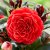 Camellia japonica Femme Fatale ®