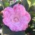 Camellia japonica Bonomiana, Kamelia