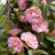 Camellia japonica Bonomiana, Kamelia