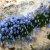 Campanula cochleariifolia Blue Baby, Dvärgklocka