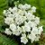 Campanula carpatica White Clips, Karpaterklocka