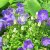 Campanula carpatica Blue Clips, Karpaterklocka, C11cm