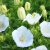 Campanula carpatica White Clips, Karpaterklocka, C11cm