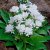 Campanula glomerata Alba, Toppklocka, P9cm
