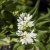 Campanula glomerata Alba, Toppklocka, P9cm