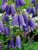 Campanula punctata Sarastro, Prickklocka, P9cm