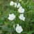 Campanula persicifolia Weisse Glocke, Storklocka, C11cm