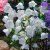Campanula persicifolia Weisse Glocke, Storklocka