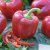 Paprika Bendigo, Ekologisk