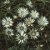 Carlina acaulis ssp. caulescens, Silvertistel