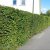 Carpinus betulus E, Avenbok, Häck C1